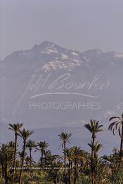 Image du Maroc Professionnelle de  Photo prise de la Palmeraie de Marrakech, où quelques palmiers cohabitent avec les lampadaires, d'ailleurs cet arbre tropical à grandes feuilles palmées est sacré, il fait partie des composantes majeures de l'identité de la ville rouge, depuis très longtemps, la loi  interdit formellement d'en couper, sous peine de très fortes amendes. Malheureusement ce n’est pas le cas pour les autres arbres qui sont régulièrement victimes d'arrachement à la tronçonneuse. au fond le mont Toubkal du haut Atlas enneigé, le 18 Mars 2002. (Photo / Abdeljalil Bounhar)

Toubkal, palmeraie de Marrakech, palmier, neige, mont, montagne, paysage